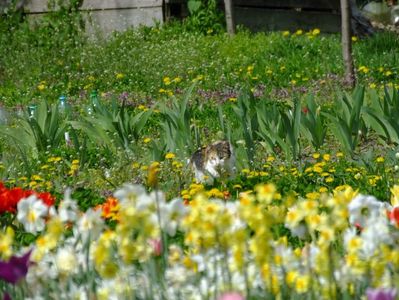 Ups, m-a prins ca umblu printre flori.