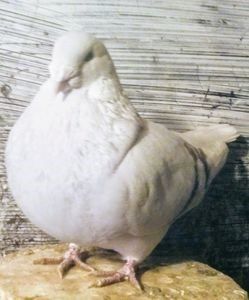 110530923_KKXNSOX3