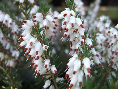 Erica x darleyensis Silberschmelze