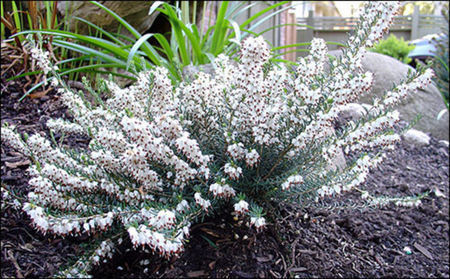 Erica x darleyensis Silberschmelze