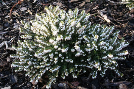 Erica x darleyensis Silberschmelze