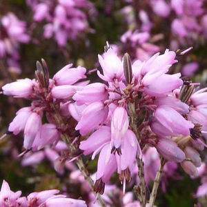 Erica x darleyensis Kramer's Rote