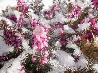 Erica x darleyensis Kramer's Rote