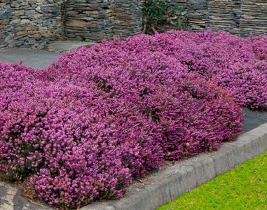 Erica x darleyensis Kramer's Rote