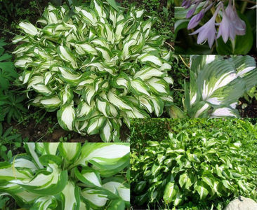 Hosta undulata Mediovariegata