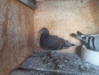 IMG-20180517-WA0006