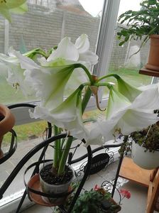 Amaryllis alb