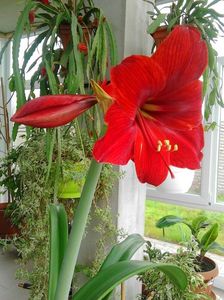 Amaryllis rosu-bordo