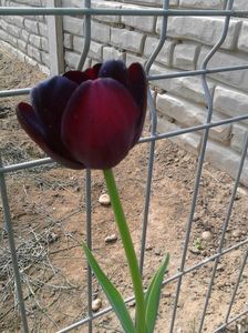 Lalea neagra