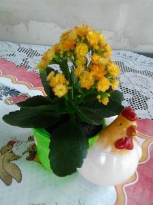 Kalanoche