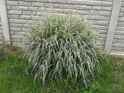 Tufa de iarba bicolora