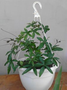Pasiflora