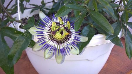 PASIFLORA