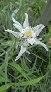 FLOARE DE COLT