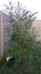 LILIAC DE VARA MOV "Buddleja davidi"