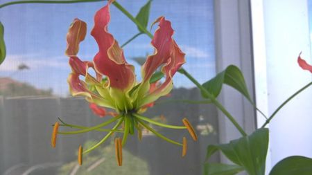 GLORIOSA