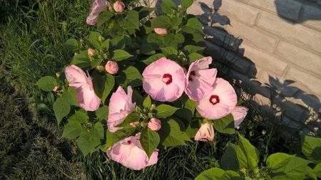 HIBISCUS 'MOSCHETOUS' ALB CU ROZ