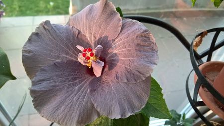 HIBISCUS 'SKY'