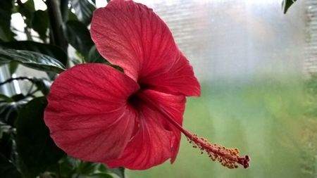 HIBISCUS ROSU SIMPLU
