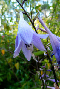 Hosta undulata Albomarginata