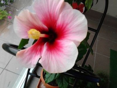HIBISCUS PINK DREAM