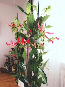 GLORIOSA