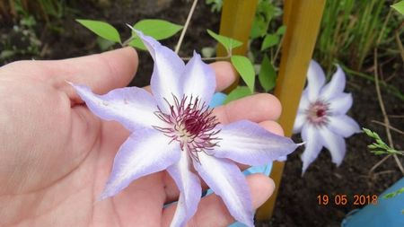 Misayo