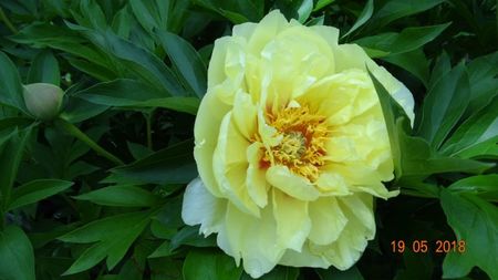Bartzella si-a deschis prima floare