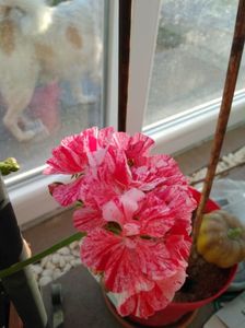 MUSCATA 'PEPERMINT'