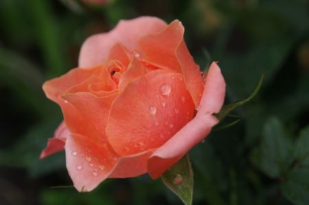 Trandafir pitic ...; 19.05.2018
