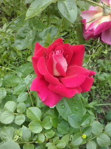 CAM01273