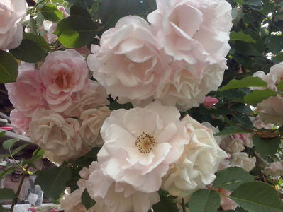 CAM01289