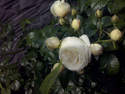 CAM01292
