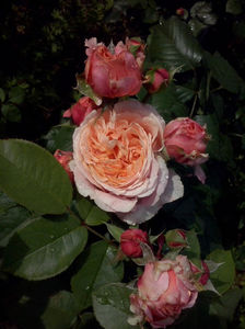 CAM01293