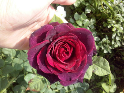 CAM01297