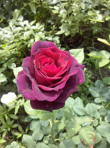 CAM01301