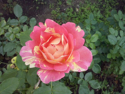 CAM01306