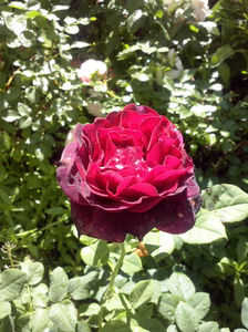 CAM01310