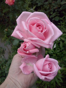 CAM01387