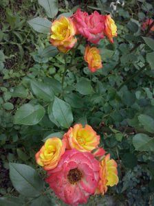 CAM01392