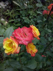 CAM01395