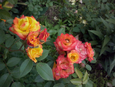 CAM01397