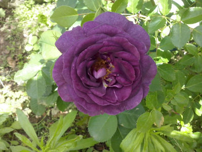 CAM01408