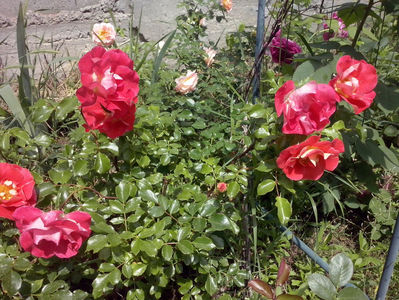 CAM01409