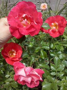 CAM01411