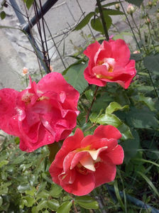 CAM01412