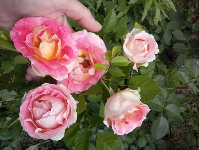 CAM01414