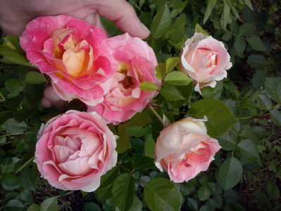 CAM01415