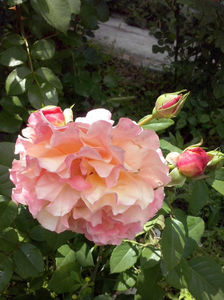 CAM01420