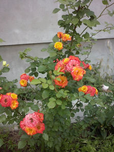 CAM01422